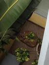 mountain lion courtyard-thumb-550x732.jpg